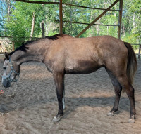 Vente de cheval : NOMAD GF