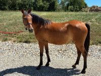 Vente de cheval : Kasar du Magny