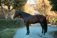 Vente de cheval : Koud'Coeur
