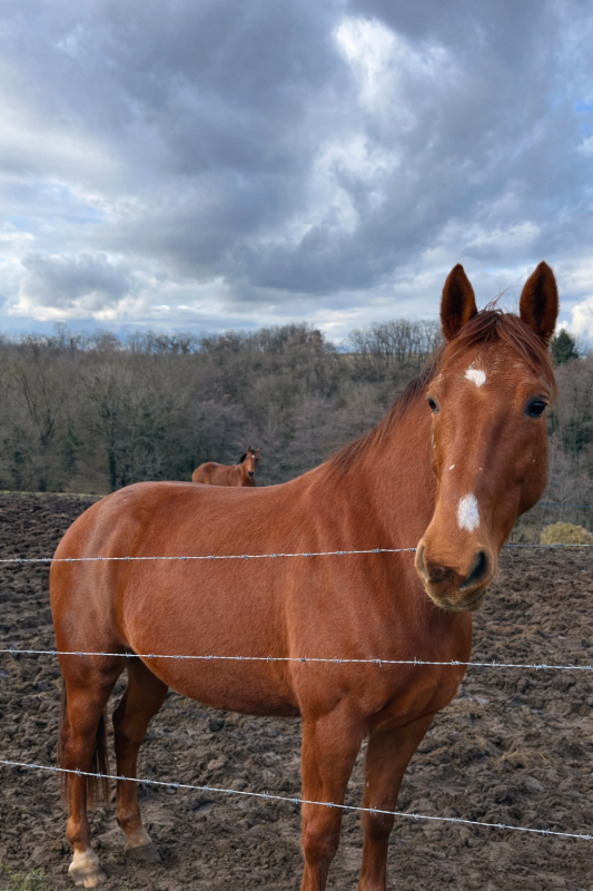 Vente de cheval : Asprate