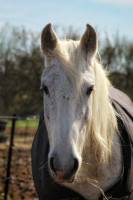 Vente de cheval : Fall one