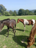 Vente de cheval : ...DE XHORIS 