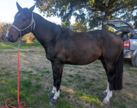 Vente de cheval : Lord du Beauchatel 