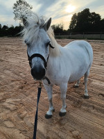 Vente de poney