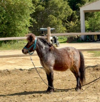 Vente de poney