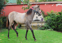 Vente de cheval : Piana del Sol