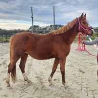 Vente de cheval : Malakili 