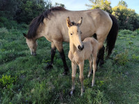 Vente de cheval : Pers�e du Tipi 