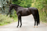 Vente de cheval : Florida