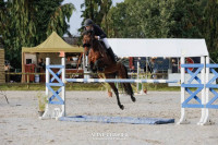 Vente de cheval : Ioux d�eau grenou 