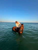 Vente de cheval : Soulman 
