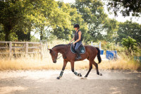 Vente de cheval : Saint Mano 