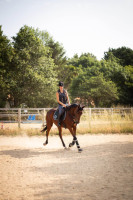 Vente de cheval : Saint Mano 