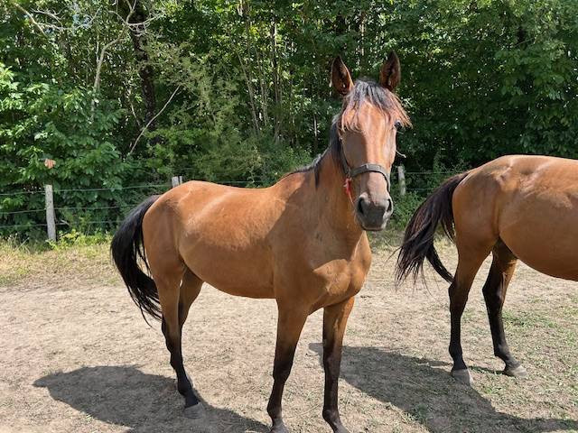 Vente de cheval : Matteo d'Aura