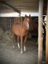 Vente de cheval : Bosko d'Aunou