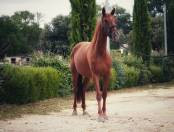 Vente de cheval : Maratea