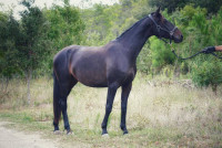 Vente de cheval : Nespola de merindol