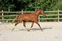 Vente de cheval : Vallaha