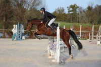 Vente de cheval : GOOGLE