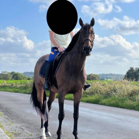 Vente de cheval : Satri sun