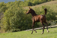 Vente de cheval : Pera