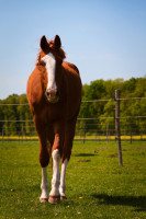 Vente de cheval : Never 