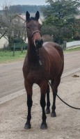 Vente de cheval : Melenski de Molion 