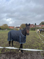 Vente de cheval : ALEXANDRE VION