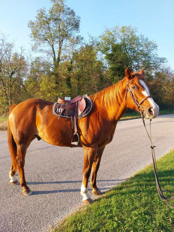 Vente de cheval : Archibald FD