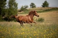 Vente de cheval : Jalyska