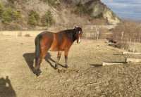 Vente de cheval : Bloody 