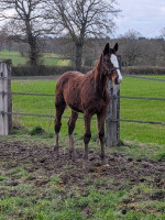 Vente de cheval : PEGASE DU BEAUCHATEL