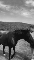 Vente de cheval : Miracle de Soucirac