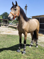 Vente de cheval : Indiano 