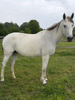 Vente de cheval : Dolce 