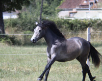 Vente de poney