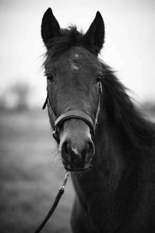 Vente de cheval : New Life Tim