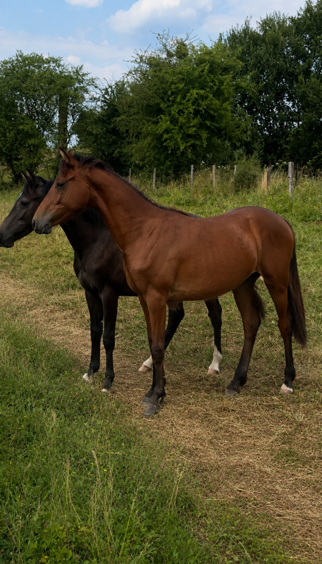 Vente de poney
