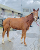 Vente de cheval : Jumper Jack 