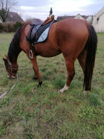 Vente de cheval : Baronnie d'Aumont