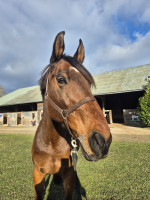 Vente de cheval : Burdy de la Fontaine