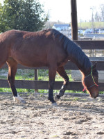 Vente de cheval : Ma vo�te �toil�e 