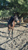 Vente de cheval : Qaravage bois Margot z