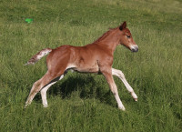 Vente de poney