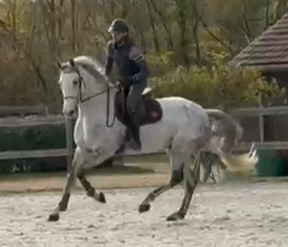 Vente de cheval : castel de st jean z