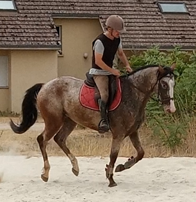 Vente de cheval : milkao d'ors