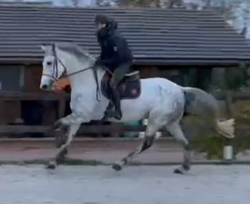 Vente de cheval : castel de st jean z