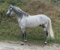 Vente de cheval : Corinto