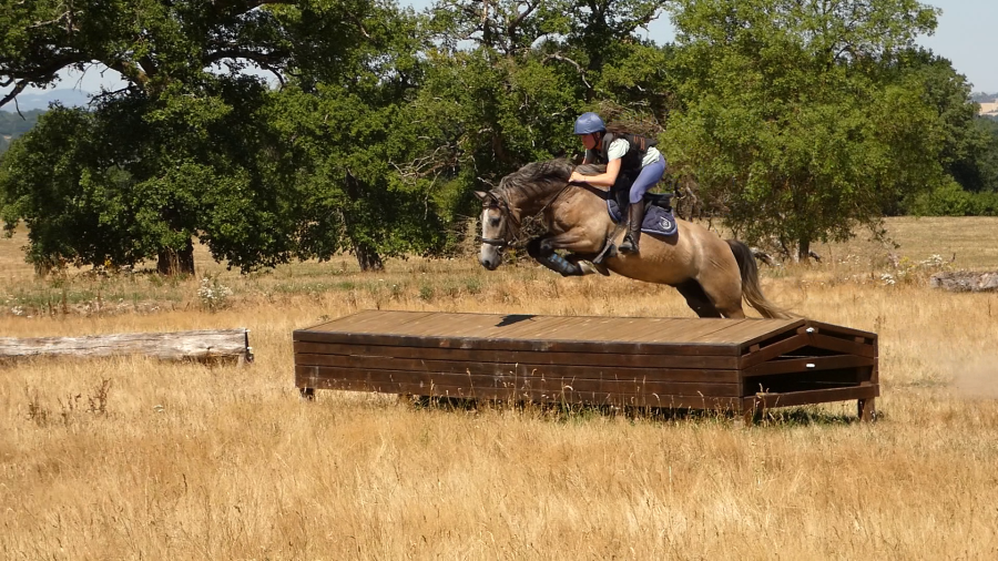 Vente de poney