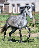 Vente de cheval : Leyenda du Corval 